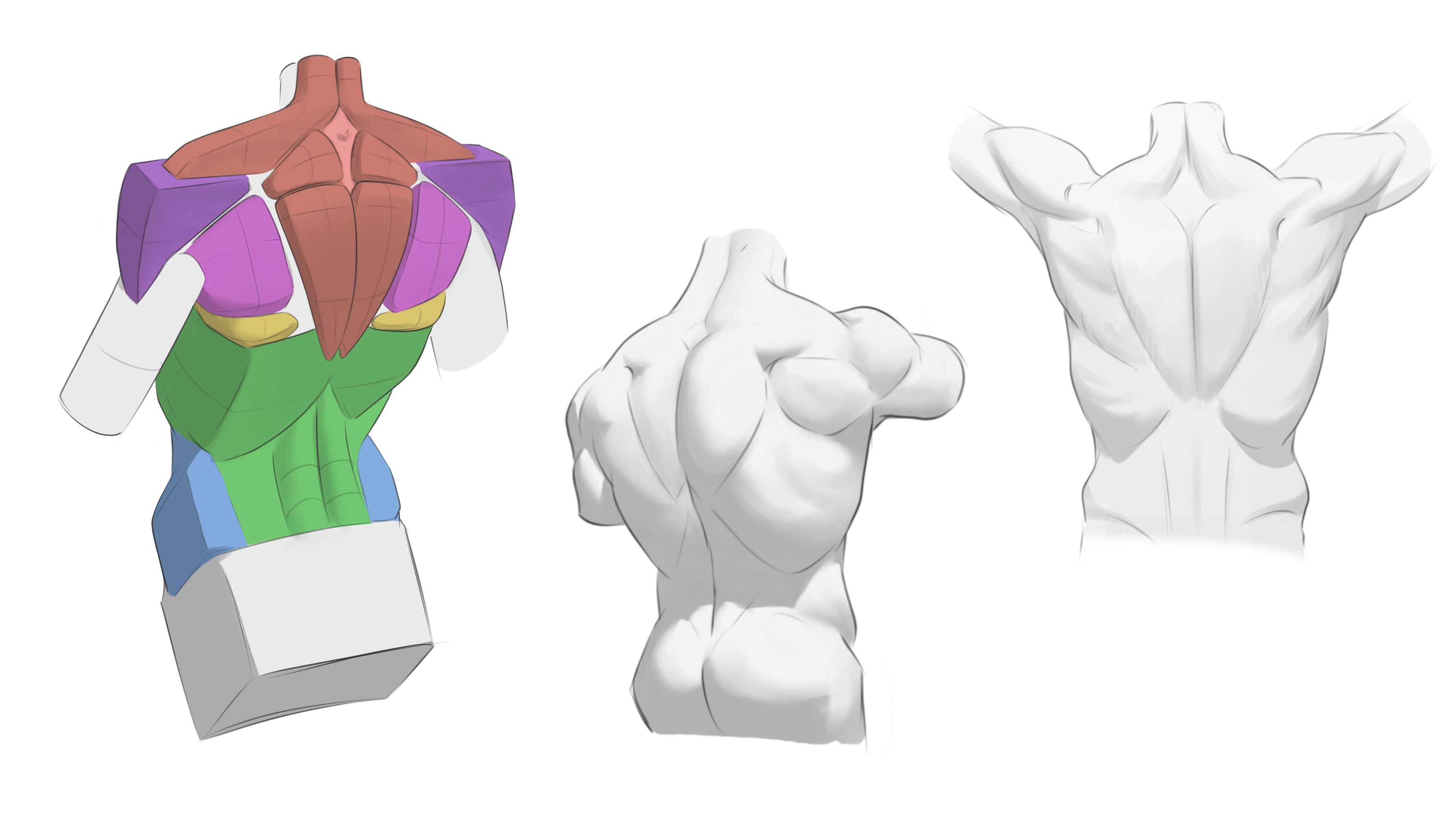 Learning anatomy using simple manipulated form instead of complex latin names!
