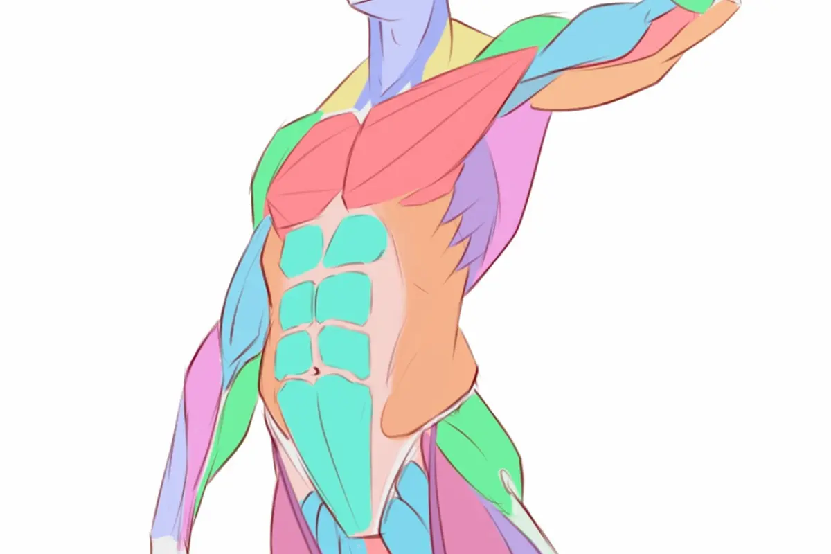 5 Passos para Desenhar Anatomia no Modo Fácil: Um Guia Iniciante